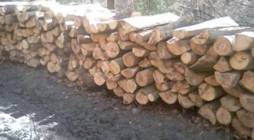 Cercetat pentru tăiere ilegală de arbori: prins pe Dunăre